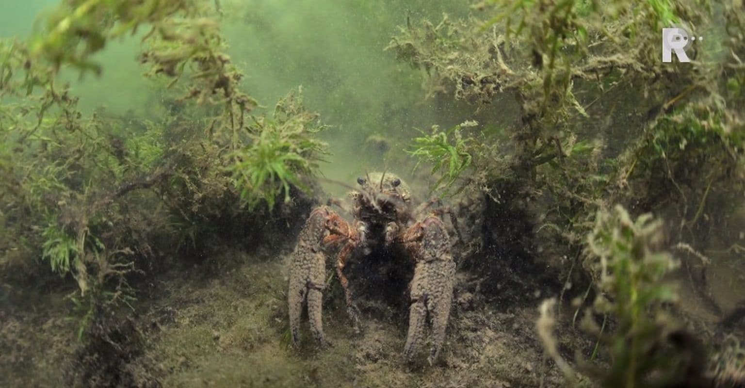 Rivierkreeften: regels en tips